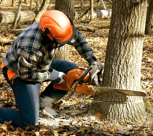 Tree Removal in Temple Hills, MD